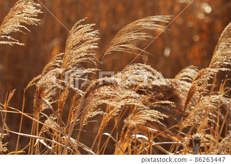 Phragmites ausus, reeds, reeds, reeds Phragmites ausus, reeds, reeds, reeds 86263447