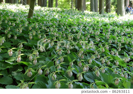Kumagaisou, a group of spring flowers Kumagaisou, a group of spring flowers 86263811