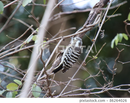 Kogera looking for food Kogera looking for food 86264026