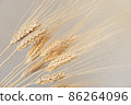 Spikelets of dry rye. 86264096