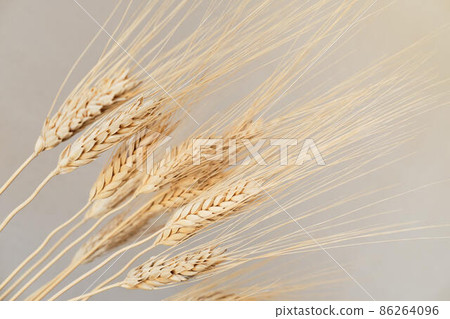 Spikelets of dry rye. 86264096