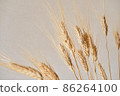 Spikelets of dry rye. 86264100