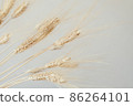 Spikelets of dry rye. 86264101
