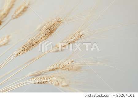 Spikelets of dry rye. 86264101