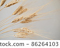 Spikelets of dry rye. 86264103