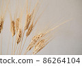 Spikelets of dry rye. 86264104