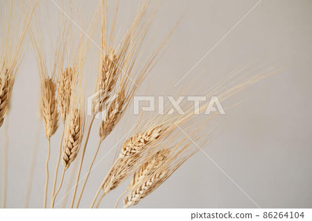 Spikelets of dry rye. Spikelets of dry rye. 86264104