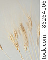 Spikelets of dry rye. 86264106