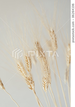 Spikelets of dry rye. 86264106