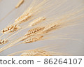 Spikelets of dry rye. 86264107