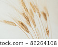 Spikelets of dry rye. 86264108