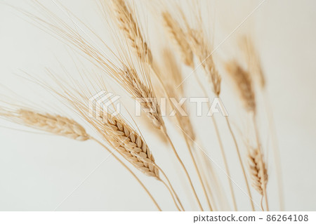 Spikelets of dry rye. Spikelets of dry rye. 86264108