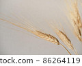 Spikelets of dry rye. 86264119