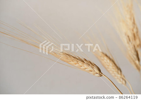 Spikelets of dry rye. Spikelets of dry rye. 86264119