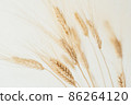 Spikelets of dry rye. 86264120