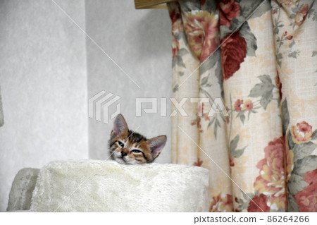 A one-month-old Kijitora kitten who loves cat trees A one-month-old Kijitora kitten who loves cat trees 86264266