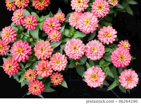 Zinnia double-zahara salmon double-flowered is in full bloom. Please use it as a background for the image of spring. Zinnia double-zahara salmon double-flowered is in full bloom. Please use it as a background for the image of spring. 86264290