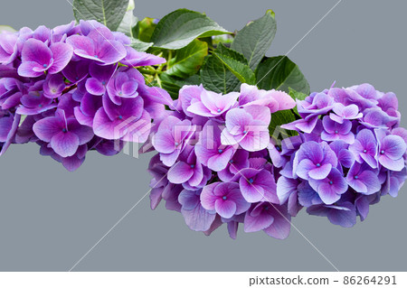 It is the scenery of hydrangea, western hydrangea, and high transia. It is luxurious and elegant. Please attach text to the background It is the scenery of hydrangea, western hydrangea, and high transia. It is luxurious and elegant. Please attach text to the background 86264291