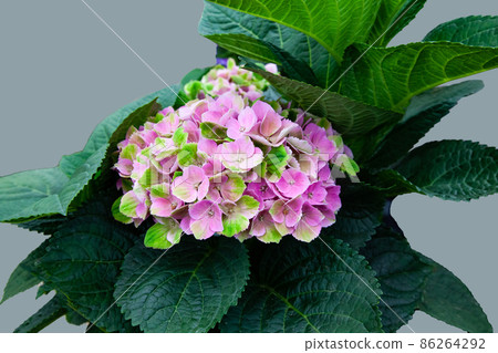 Hydrangea, Western Hydrangea, High Transia, Magical Amethyst 86264292