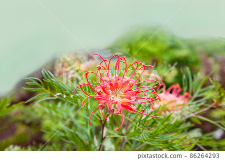 看看 Grevillea 椰子冰淇淋的花形。它有一個非常獨特的形狀。 86264293