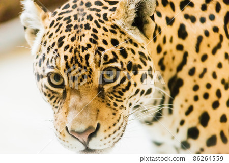 Leopard pantera padus kotiya in the rock Leopard pantera padus kotiya in the rock 86264559