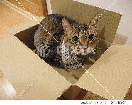 With cardboard cat bib 86265063