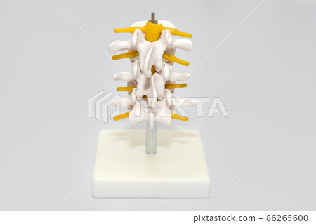 Human spine plastic model for surgery in clinic. Anatomical models of joints and nerves. Part of artificial lumbar spine model in neurology office. Medical, health, body care concept, space for text Human spine plastic model for surgery in clinic. Anatomical models of joints and nerves. Part of artificial lumbar spine model in neurology office. Medical, health, body care concept, space for text 86265600