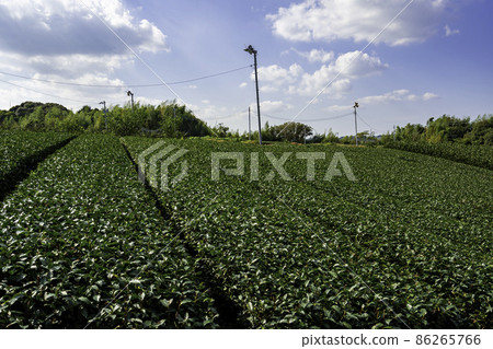 Yoshida Tea Farm Yoshida Town, Shizuoka Prefecture 86265766