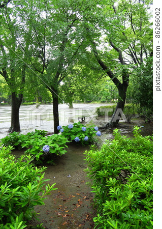 Hydrangea blooming rainy park scenery with nobody 86266002