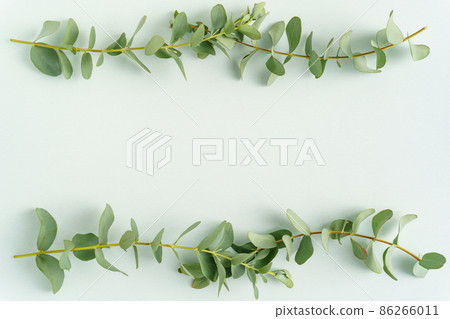 Eucalyptus frame light blue background Eucalyptus frame light blue background 86266011