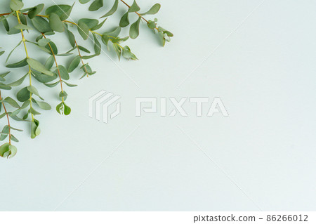 Eucalyptus frame light blue background Eucalyptus frame light blue background 86266012