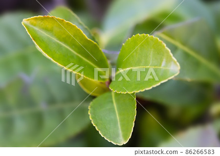 Tea Camellia sinensis the upper leaves on the bushes. Green tea leaves on a branch. 86266583