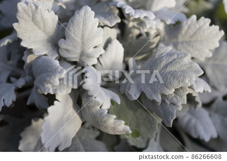 Silver Dust Dusty Miller Maritima. Leaf Macro 86266608