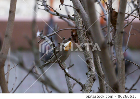 A little grey hungry house sparrow found a piece of bread A little grey hungry house sparrow found a piece of bread 86266613