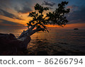 Tree on sunset 86266794