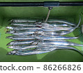 Hairtail swordfish fishing jigging boat fishing fishing results 86266826