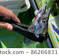 Hairtail swordfish boat fishing jigging fish grab tongs 86266831