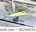 Shiira Offshore Casting Lure Fishing Fishing 86266834
