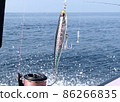 Pencil bait lure lure fishing offshore casting 86266835