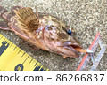 Gashira scorpion fish fishing lure fishing rock fish 86266837