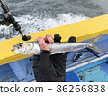Sardine true sardine boat fishing sea fishing 86266838