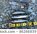 Light Shore Jigging Mackerel Saba Ruvias Airity Daiwa Lure Fishing Fishing 86266839