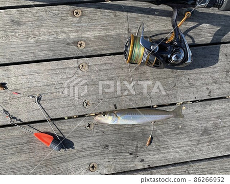 Little throw fishing Sea fishing Japanese whiting kiss fishing 86266952