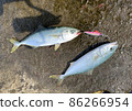 Shore jigging Metal jig Yellowtail Yellowtail Tsubas Inada Wakashi Fishing fruit 86266954
