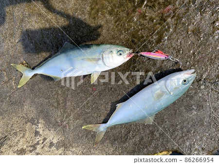 Shore jigging Metal jig Yellowtail Yellowtail Tsubas Inada Wakashi 釣魚水果 Shore jigging Metal jig Yellowtail Yellowtail Tsubas Inada Wakashi 釣魚水果 86266954