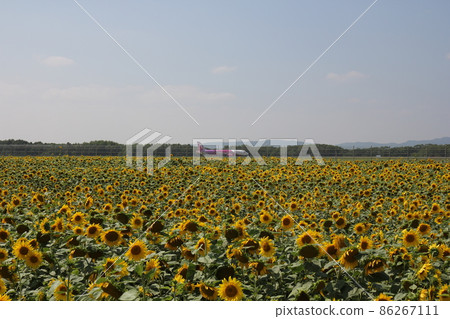 Sunflower field and airplane at Memanbetsu Airport 3 86267111