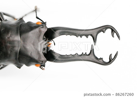 Beautiful black stag beetle, one of insect in Thailand on isolated white background 86267260