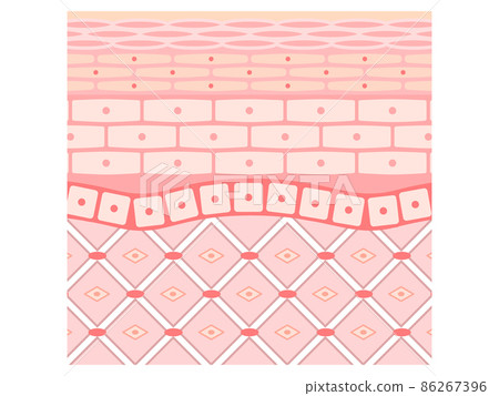 Cross section of skin simple 86267396