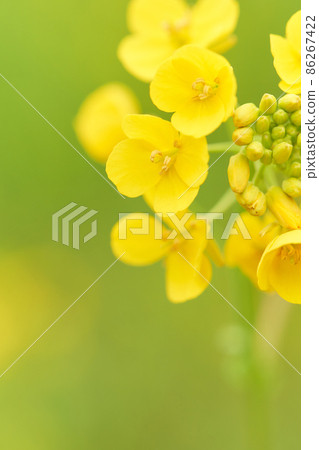 Close up of rape blossom petals on green background 86267422