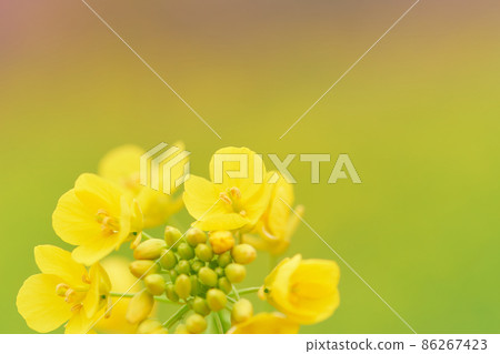 Soft and bright rape blossoms close-up 86267423